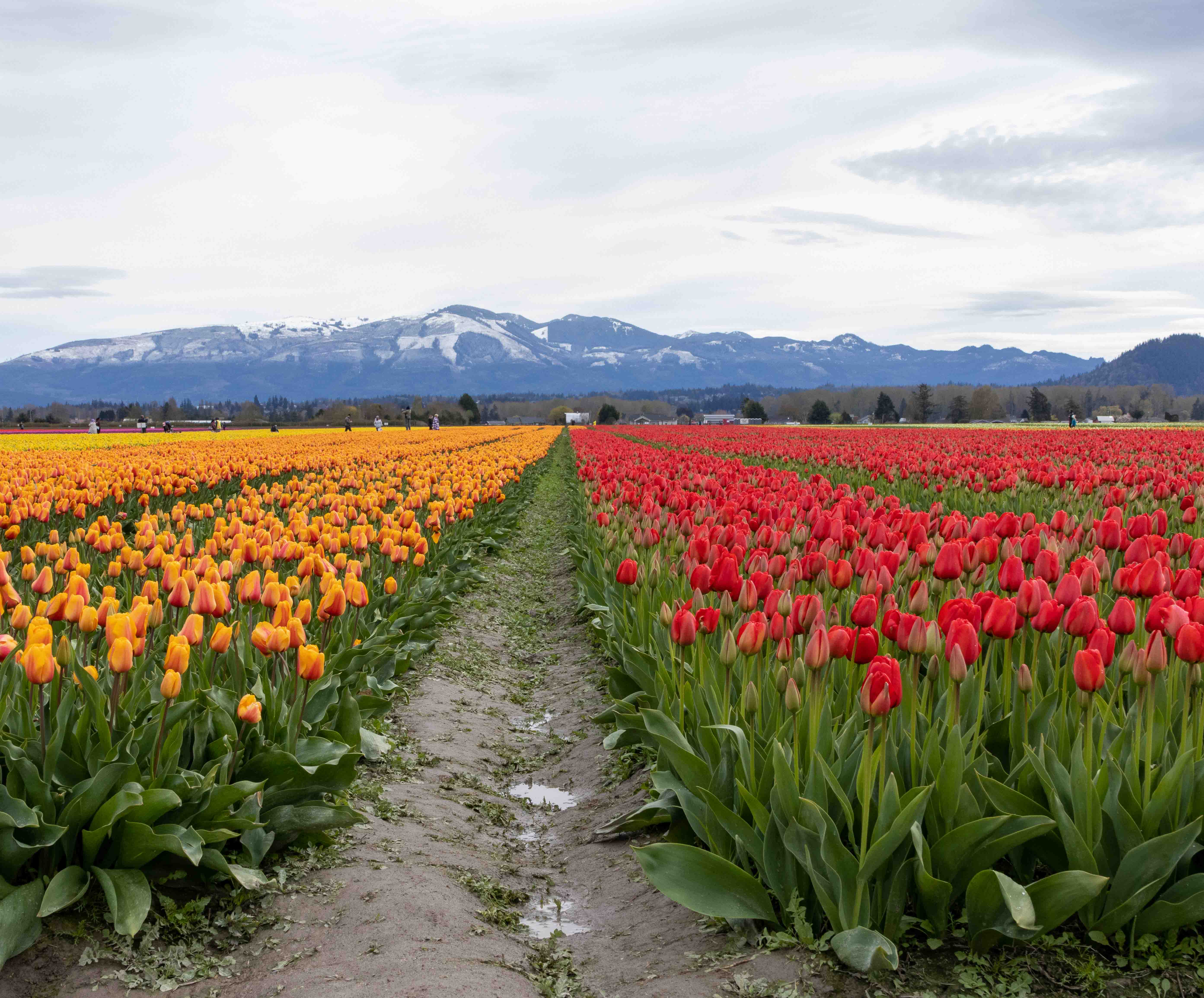 Tulips